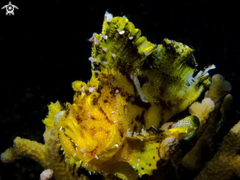 A Taenianotus triacanthus | Leaf Scorpionfish