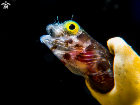 A Secretary Blenny