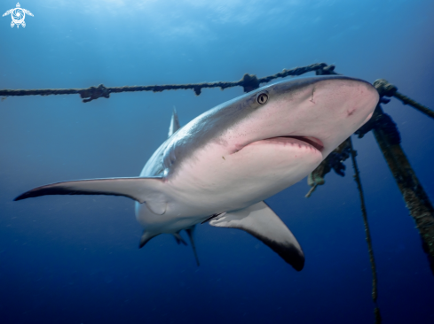 A Caribbean Reef Shark 