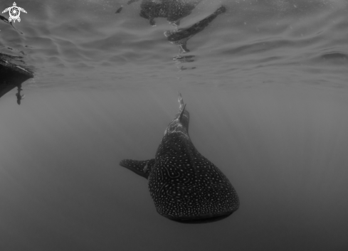 A Rhincodon typus | Whale Shark