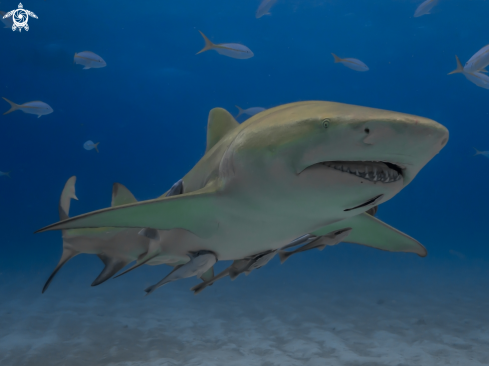 A Lemon Shark with Remora