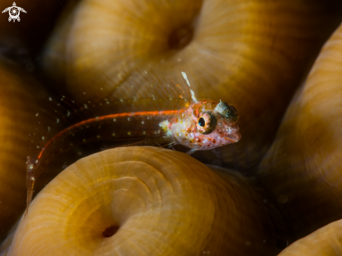 A Emblemariopsis carib | Glass Blenny