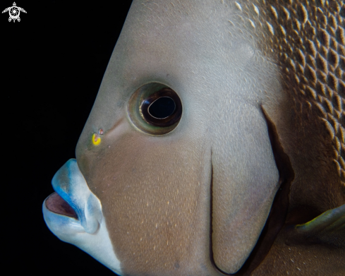 A Pomacanthus paru | French Angelfish