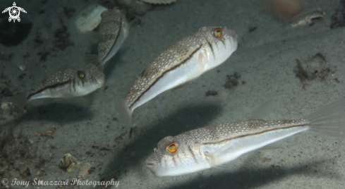 A Torquigener pleurogramma | Weeping toadfish