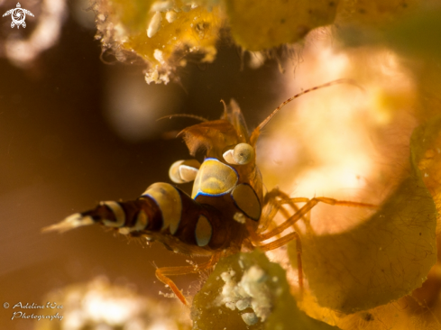 A Squat anemone shrimp