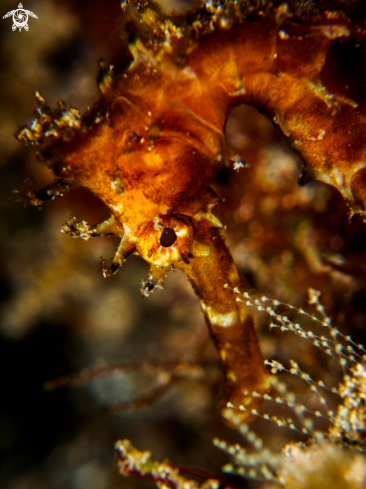 A Hippocampus histrix | Thorny Seahorse