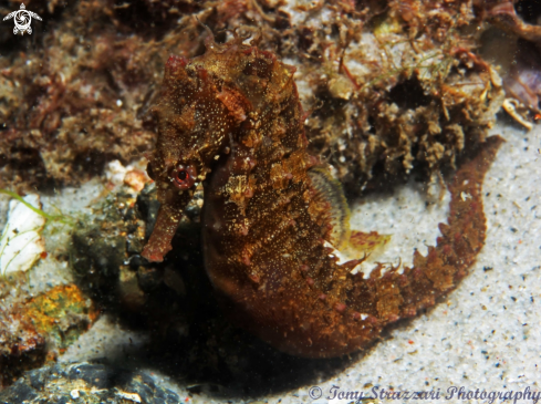 A Hippocampus whitei | White's seahorse