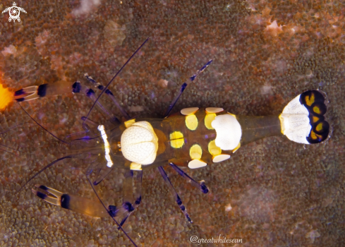 A Anemone Shrimp