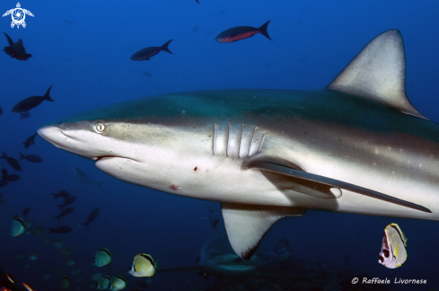 A Galapagos shark