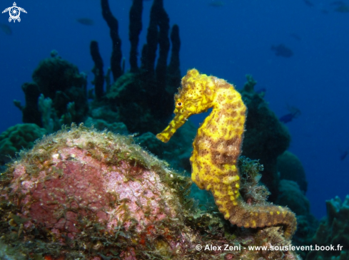 A Yellow Seahorse