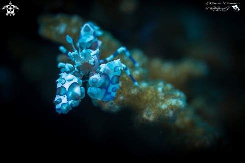 A Harlequin Shrimp