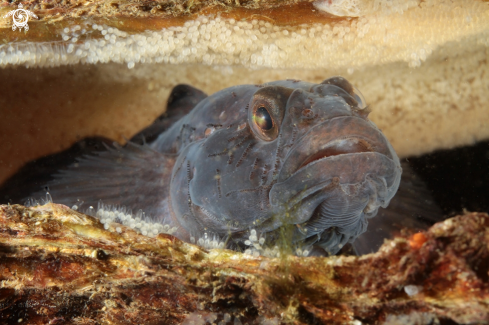 A Black Goby