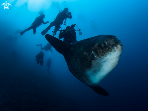 A Southern Ocean Sunfish