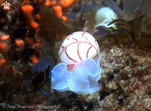 A Bullina lineata | Lined bubble