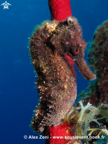 A Black Seahorse