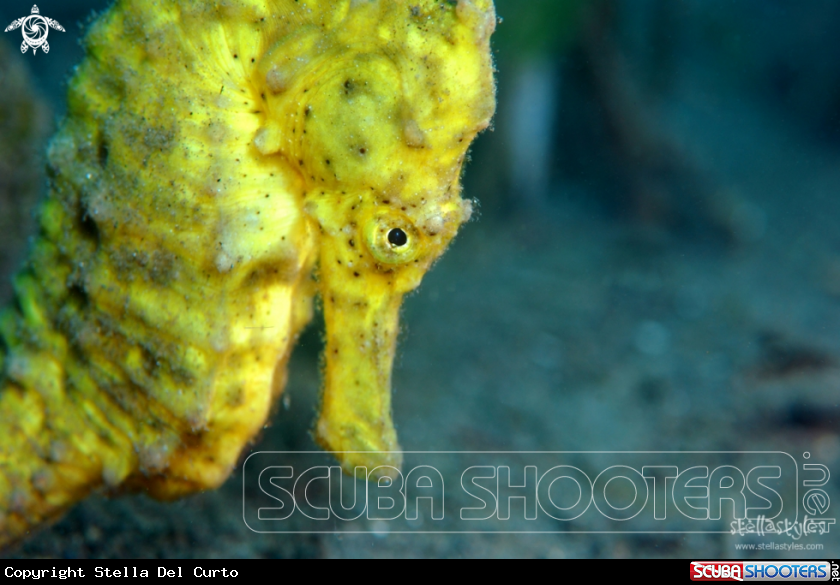 A Yellow Seahorse
