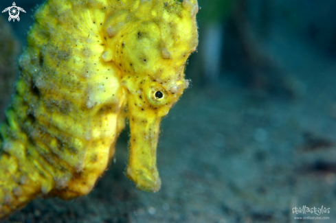 A Yellow Seahorse