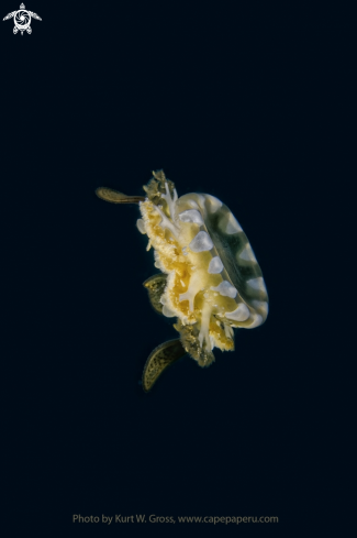 A Up side down jelly fish | Jelly Fish