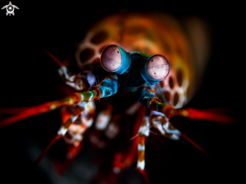 A Peacock Mantis Shrimp