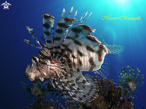 A Lionfish