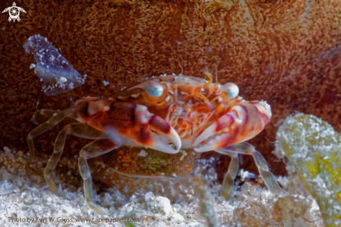 A Porzellan Crab
