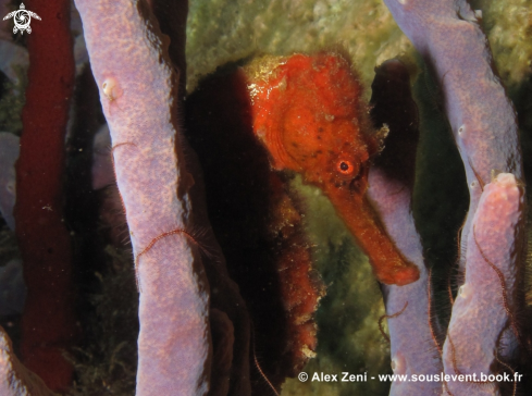 A Red Seahorse