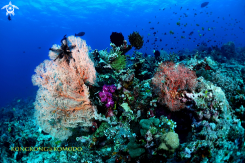 A Coral Reef