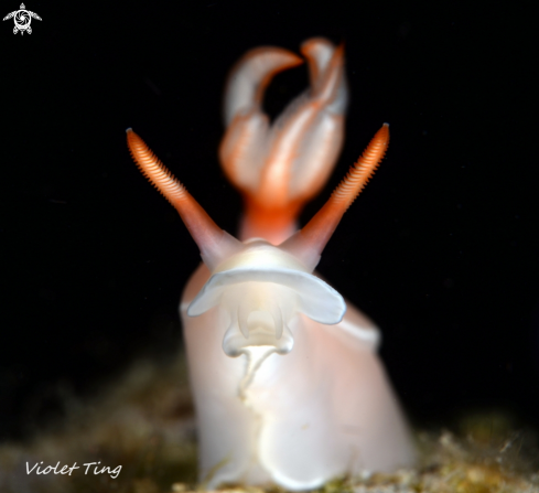 A Nudibranch