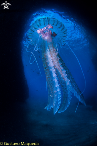 A Noctiluca pelágica | Pequeña y peligrosa