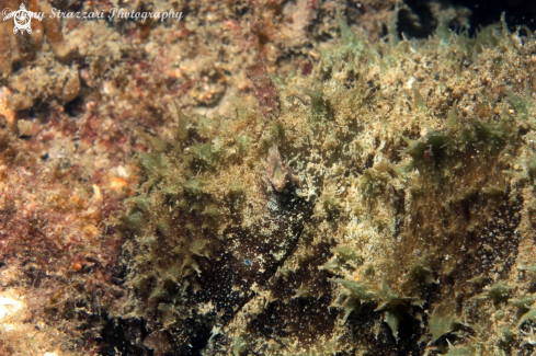 A Dolabella auricularia | Short Headed Sea Hare