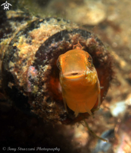 A Petroscirtes lupus | Brown Sabretooth blenny