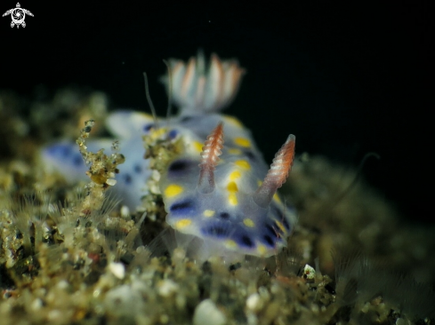 A Hypselodoris sp. | Hypselodoris