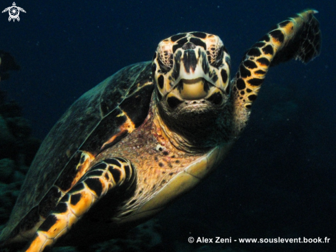 A Hawksbill turtle 