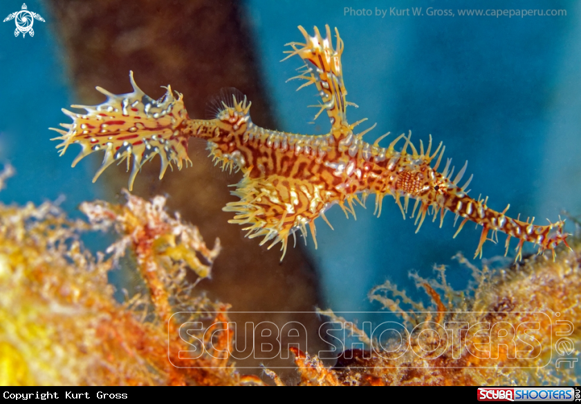 A harlequin ghost pipefish