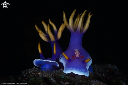 A  Hypselodoris apolegma