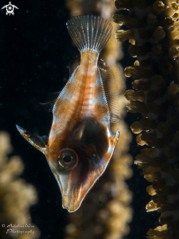 A Slender Filefish