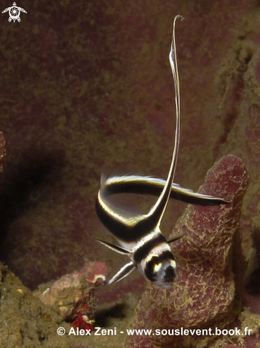 A Baby spotted Drum