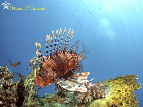 A Lionfish