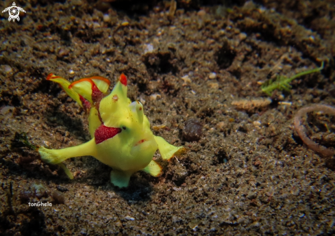 A Antennarius maculatus | Juv. Frog fish