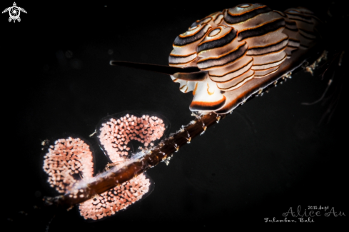 A Donut Nudibranch with eggs 