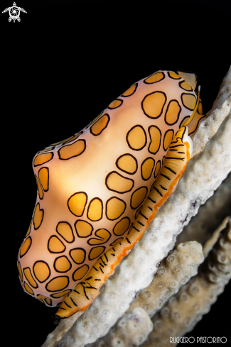 A Cyphoma gibbosum | Flamingo tongue