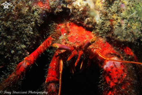 A Hairy Red Hermit Crab