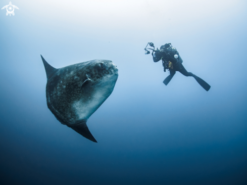 A Mola ramsayi | Southern Ocean Sunfish