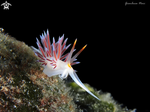 A Cratena peregrina | Cratena 