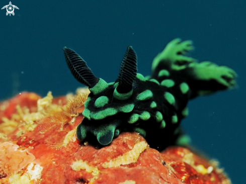 A Nembrotha cristata | cristata nudibranch