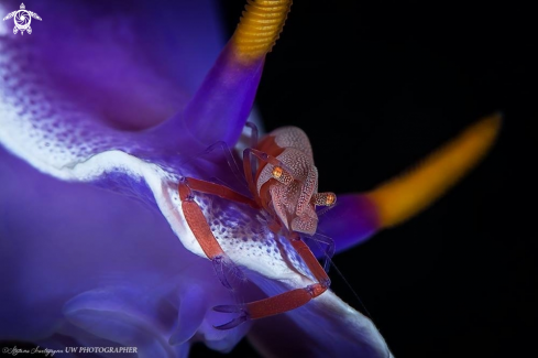 A Zenopontonia rex atop Hypselodoris apolegma