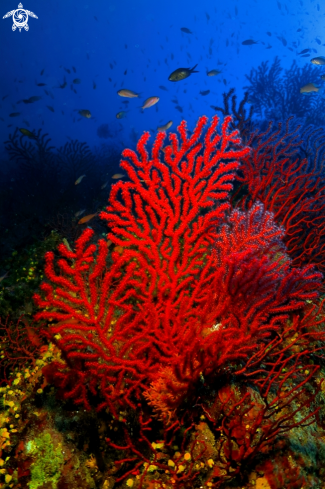 A Paramuricea clavata | Gorgonia rossa