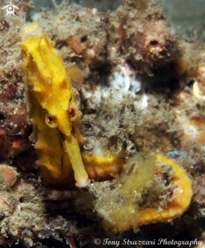 A Hippocampus whitei | White's seahorse