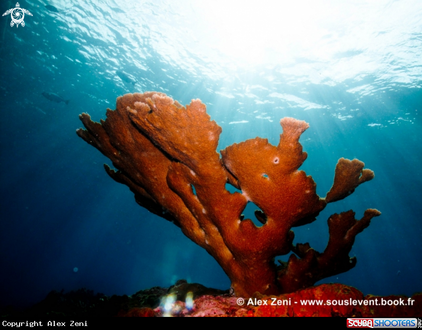 A Elkhorn coral