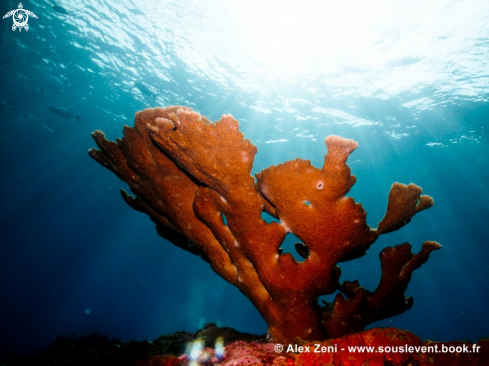 A Elkhorn coral